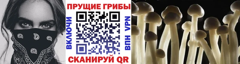 Псилоцибиновые грибы Magic Shrooms  сколько стоит  Шарья 